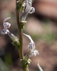 Cyphia phyteuma phyteuma