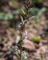 Cyphia phyteuma phyteuma