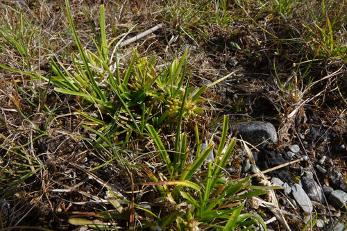 Carex flaviformis (Carex flaviformis)