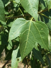 Jatropha mahafalensis image