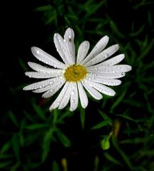 Osmitopsis osmitoides