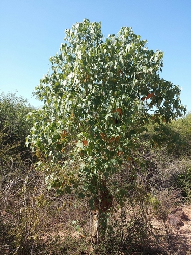 Jatropha mahafalensis