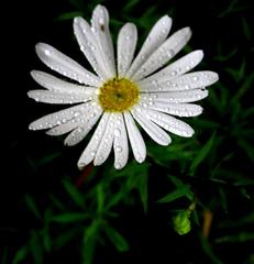 Osmitopsis osmitoides