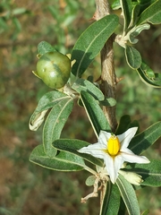 Solanum heinianum image