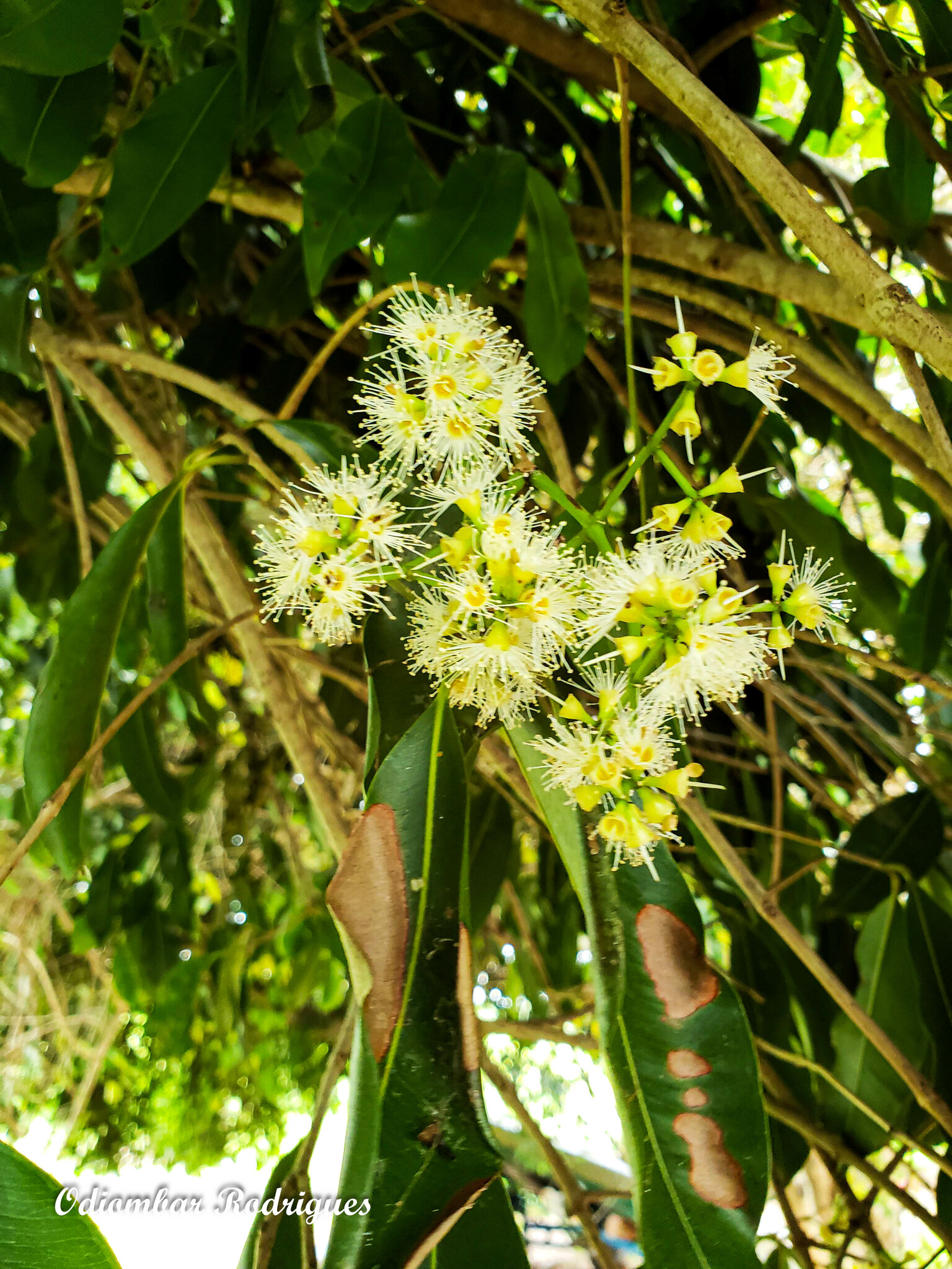 Syzygium cumini