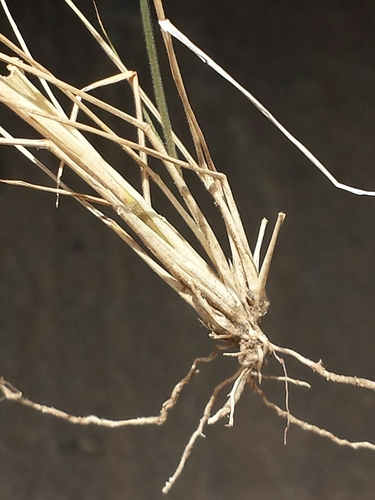 Enneapogon cenchroides