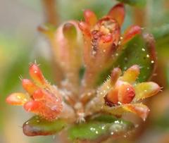 Agathosma planifolia