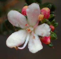 Agathosma planifolia