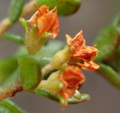 Agathosma planifolia