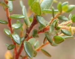 Agathosma planifolia