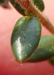 Agathosma planifolia