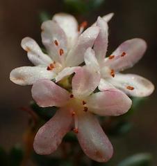 Agathosma planifolia