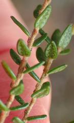 Agathosma planifolia