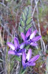Babiana angustifolia
