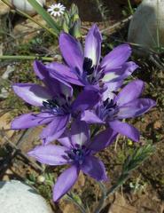 Babiana angustifolia