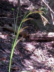 Carex lancea