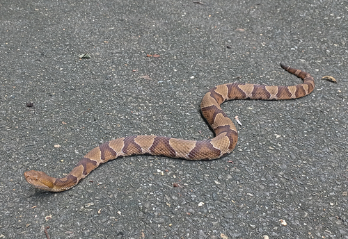 Observations by abubakaringim · iNaturalist