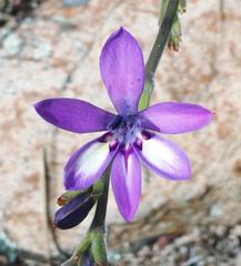 Babiana angustifolia
