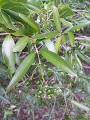 Coptosperma madagascariense