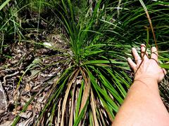 Carex lancea