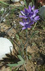 Babiana angustifolia