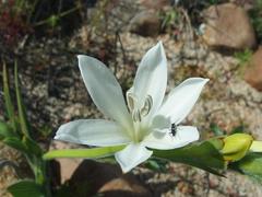 Babiana angustifolia