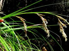 Carex lancea