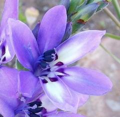 Babiana angustifolia