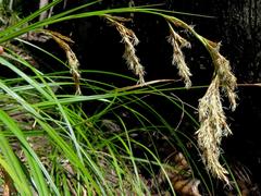 Carex lancea