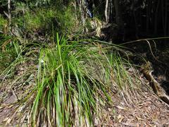 Carex lancea