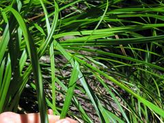 Carex lancea