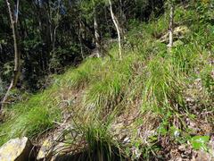 Carex lancea