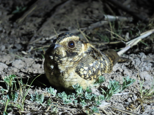 Spot-tailed Nightjar (Antiurus maculicaudus), photo 5