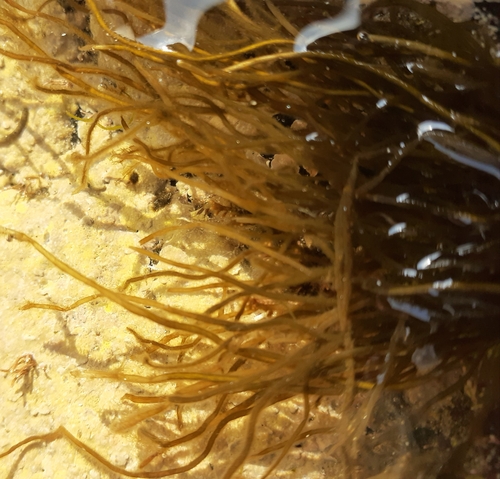 Asperococcus fistulosus observed 2023-08-17