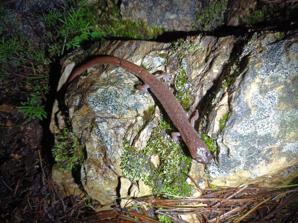 Muscular Salamander