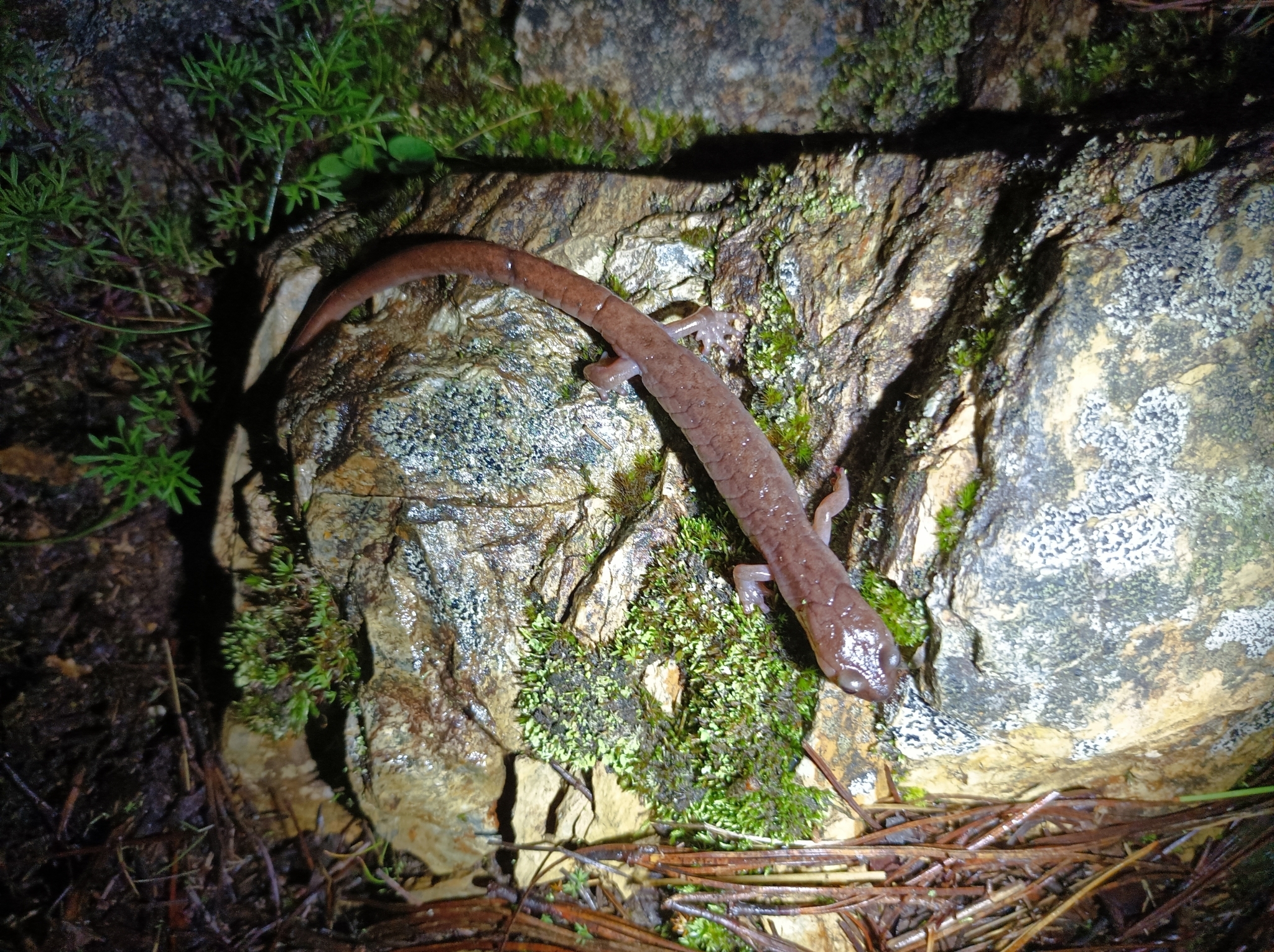 Muscular Salamander photo 2