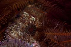 Clinus taurus