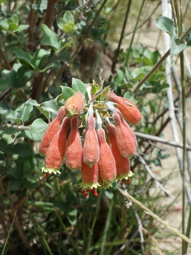 Combretum grandidieri