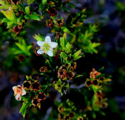 Image of Diosma aristata by no rights reserved