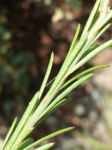 Polygala longeracemosa image