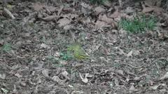 Crithagra scotops umbrosa