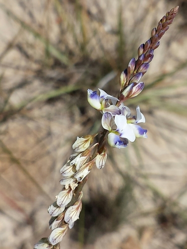 Polygala longeracemosa image