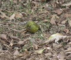 Crithagra scotops umbrosa