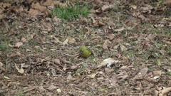 Crithagra scotops umbrosa