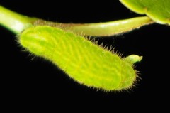 Satyrium liparops