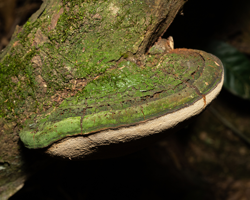 Phellinotus piptadeniae