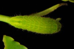 Satyrium liparops