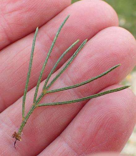 Image of Psoralea speciosa by (c) Nicola van Berkel, some rights reserved (CC BY-SA)