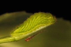 Satyrium liparops