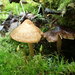 Inocybe obtusiuscula - Photo (c) Justin Paulin, some rights reserved (CC BY), uploaded by Justin Paulin